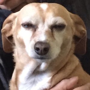 Meet your Posher, Helen